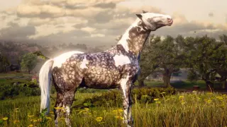 Piękny koń w RDR2, z plamistą sierścią, stoi na łące pełnej żółtych kwiatów.